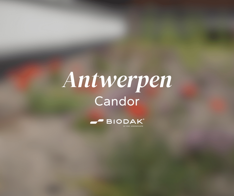 Antwerpen - Candor