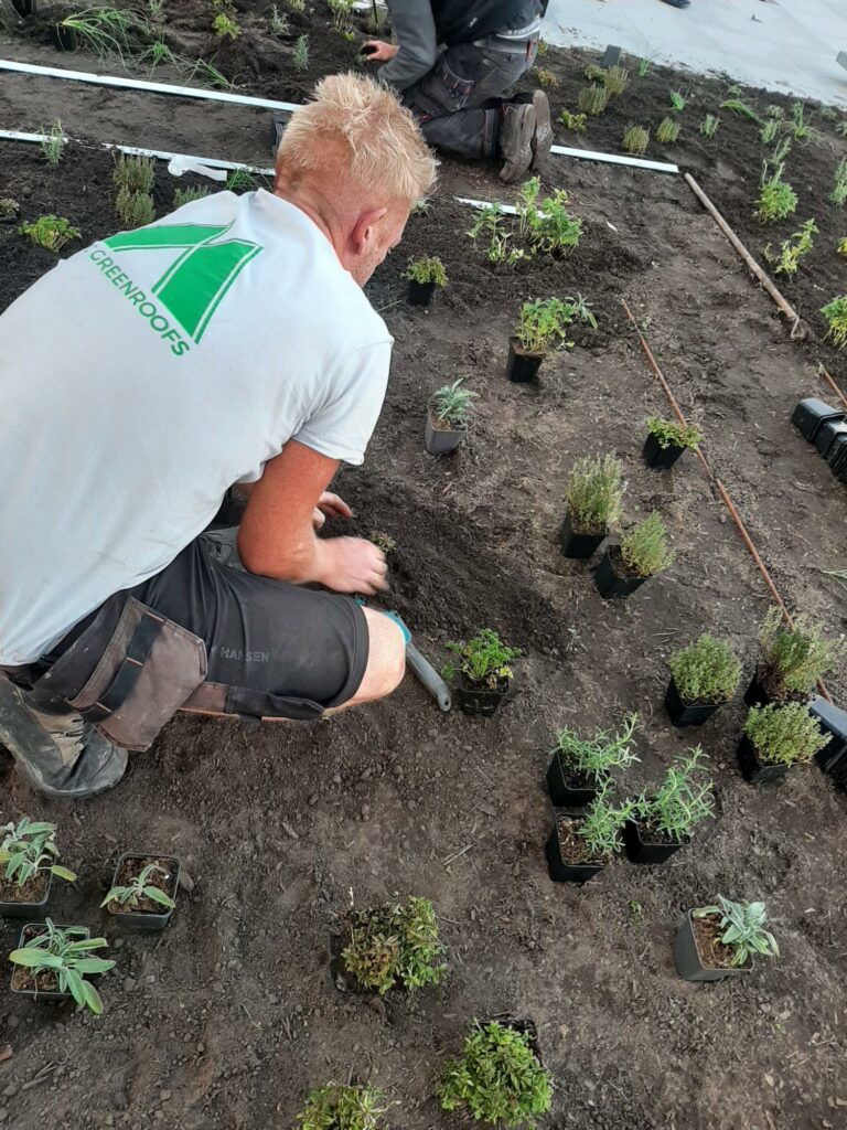 Aanleg groendaken EMC Greenroofs Aalter
