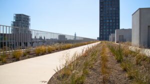 EMC Greenroofs Aalter - Blog keuze groendak - Looppiste Nieuw Zuid Antwerpen Biodak