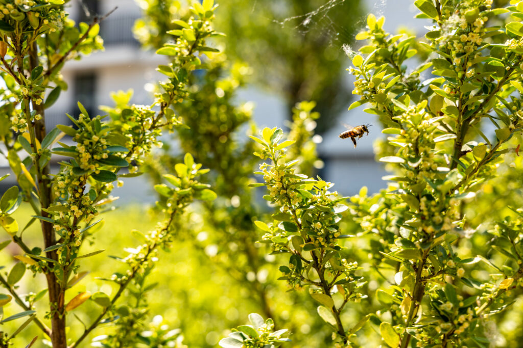 Biodiversiteit ten top met het Biodak® van EMC Greenroofs uit Aalter