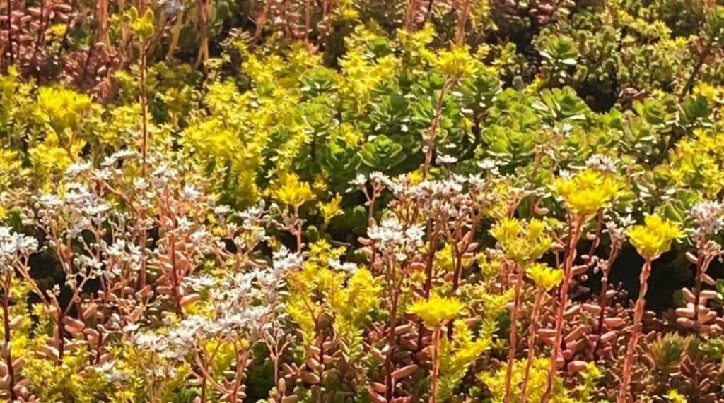 EMC Greenroofs - sedum in bloei eigen site Aalter
