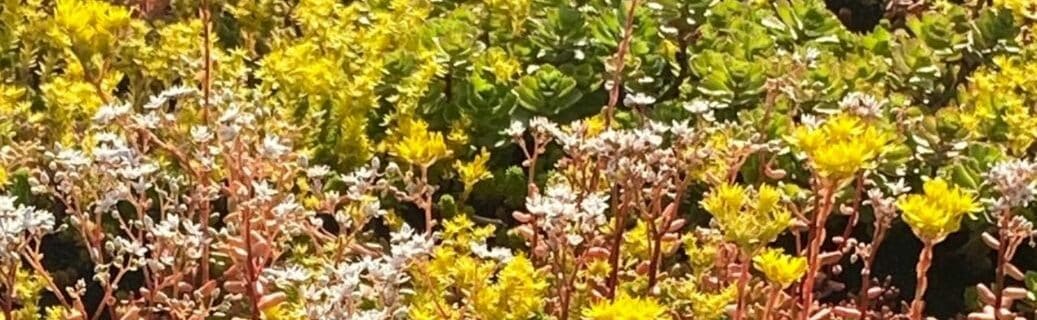 EMC Greenroofs - sedum in bloei eigen site Aalter