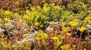 EMC Greenroofs - sedum in bloei eigen site Aalter