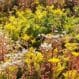 EMC Greenroofs - sedum in bloei eigen site Aalter