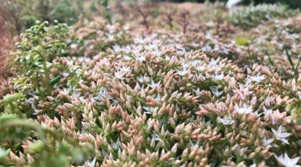 EMC Greenroofs - sedum in bloei zomer - blog water geven groendaken in zomer