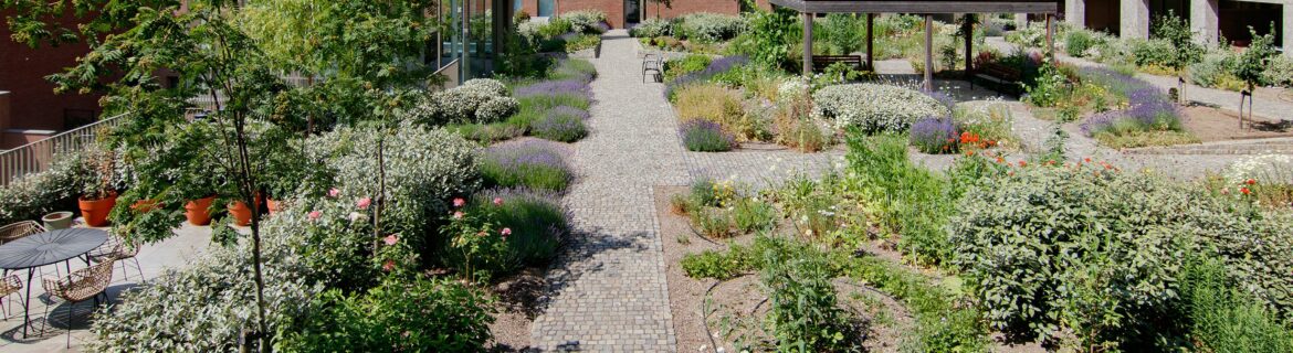 EMC Greenroofs - Hasselt - Quartier Bleu - weelderige daktuin dankzij o.a. irrigatie