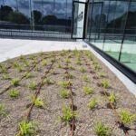 EMC Greenroofs - Keukens Goossens Oostkamp bovengronds irrigatiesysteem - jonge aanplant